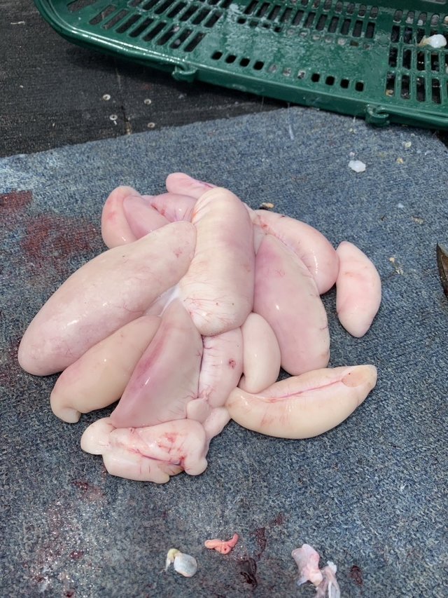 ショウサイフグ