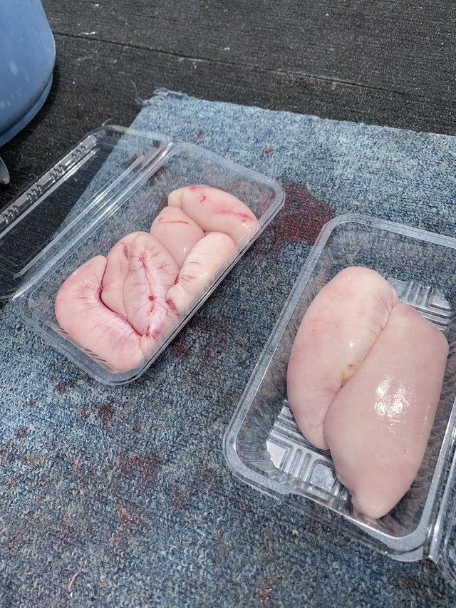 ショウサイフグ