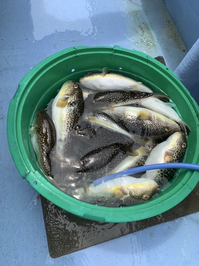 ショウサイフグ