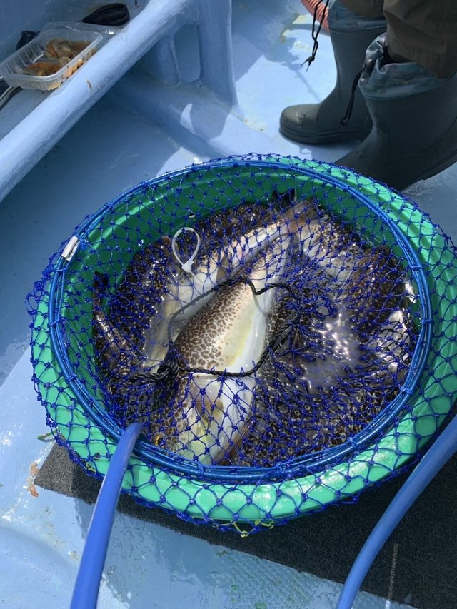 ショウサイフグ