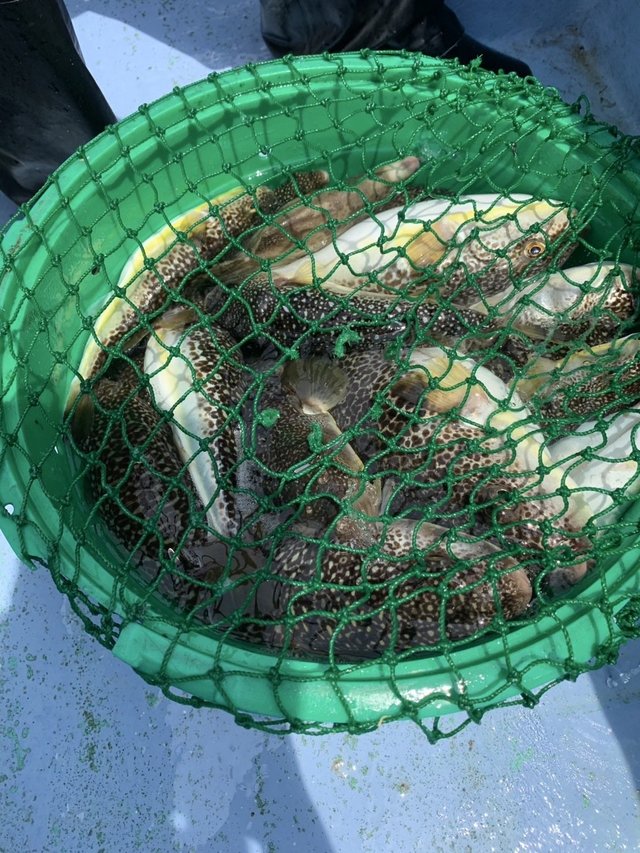 ショウサイフグ