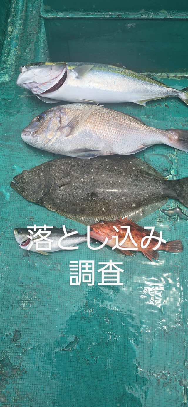 マダイ・ヒラメ