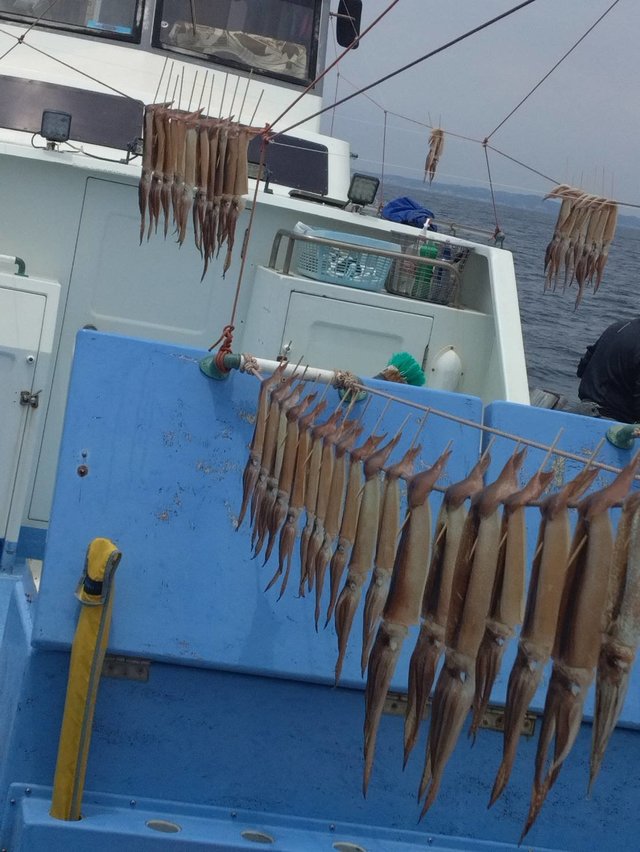 スルメ(スルメイカ)