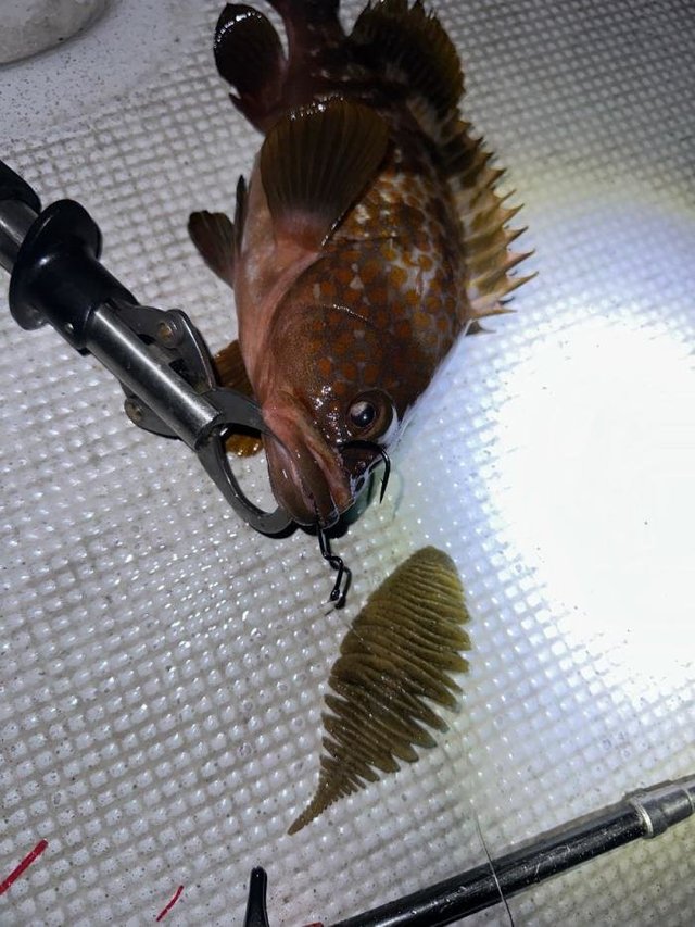 ガシラ(カサゴ)