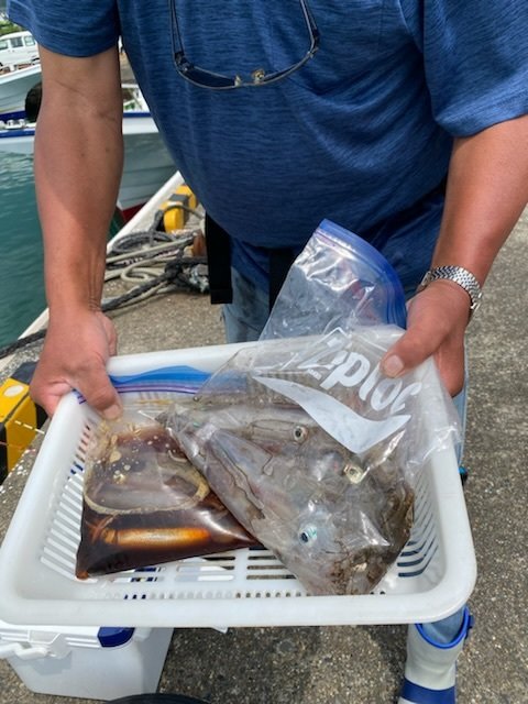 マルイカ(ケンサキイカ)