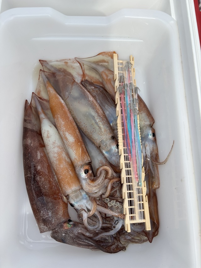 ムギイカ(スルメイカ)