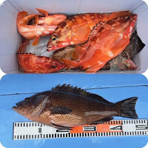 アカハタ・オオモンハタ