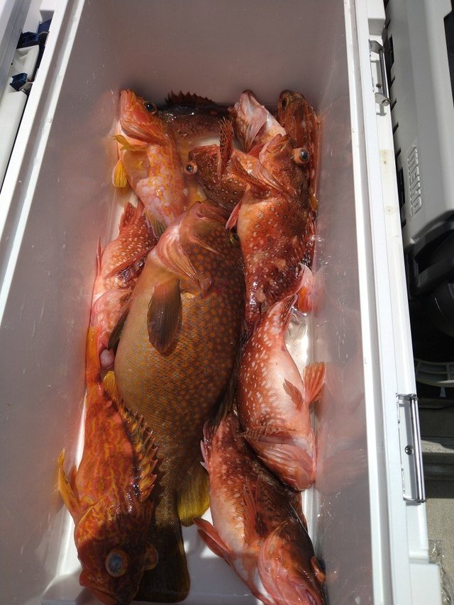 アコウ(キジハタ)・ガシラ(カサゴ)