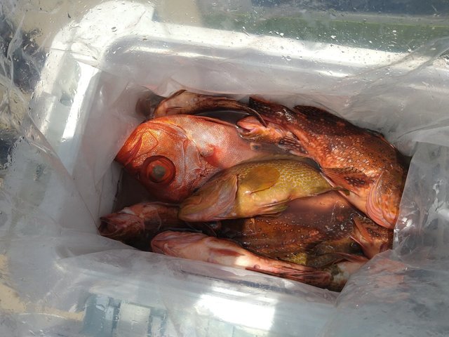 アコウ(キジハタ)・チカメキントキ・ガシラ(カサゴ)