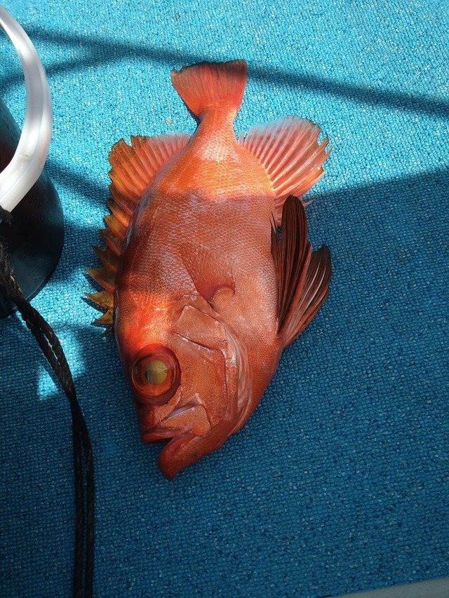 チカメキントキ