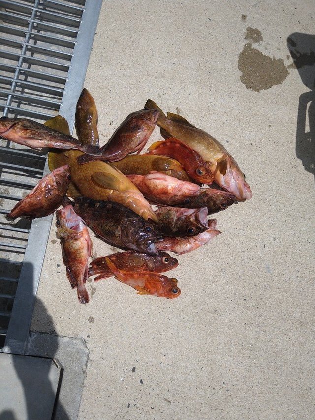 アコウ(キジハタ)・ガシラ(カサゴ)