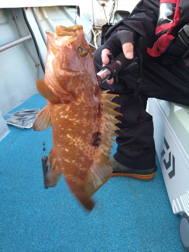 アコウ(キジハタ)