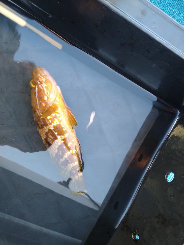 アコウ(キジハタ)