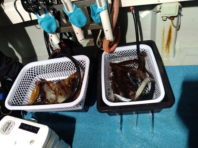 アジ(マアジ)・スルメ(スルメイカ)