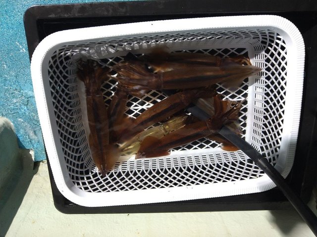 スルメ(スルメイカ)