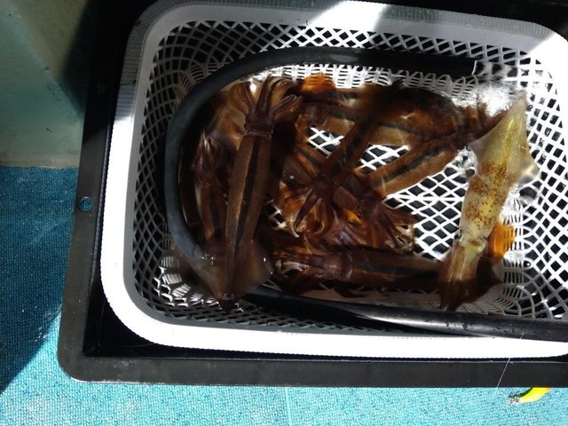 スルメ(スルメイカ)