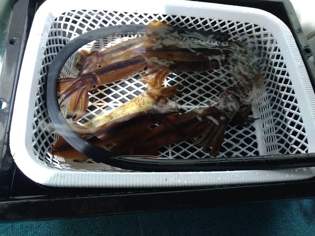 スルメ(スルメイカ)