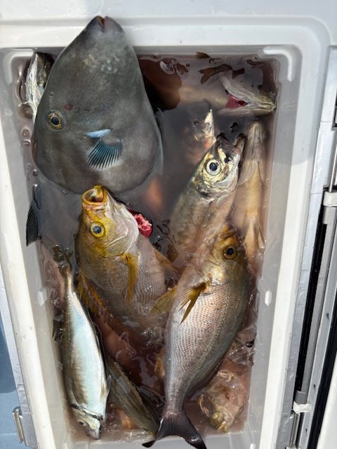 アジ(マアジ)・イサキ・ウマヅラハギ