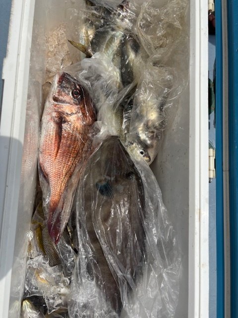 マダイ・アジ(マアジ)・イサキ・ウマヅラハギ