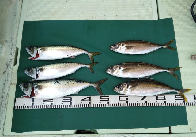 マアジ・サバ(マサバ)