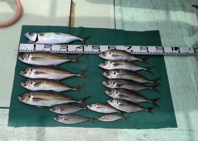 マアジ・マサバ