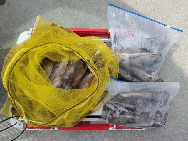 スルメ(スルメイカ)