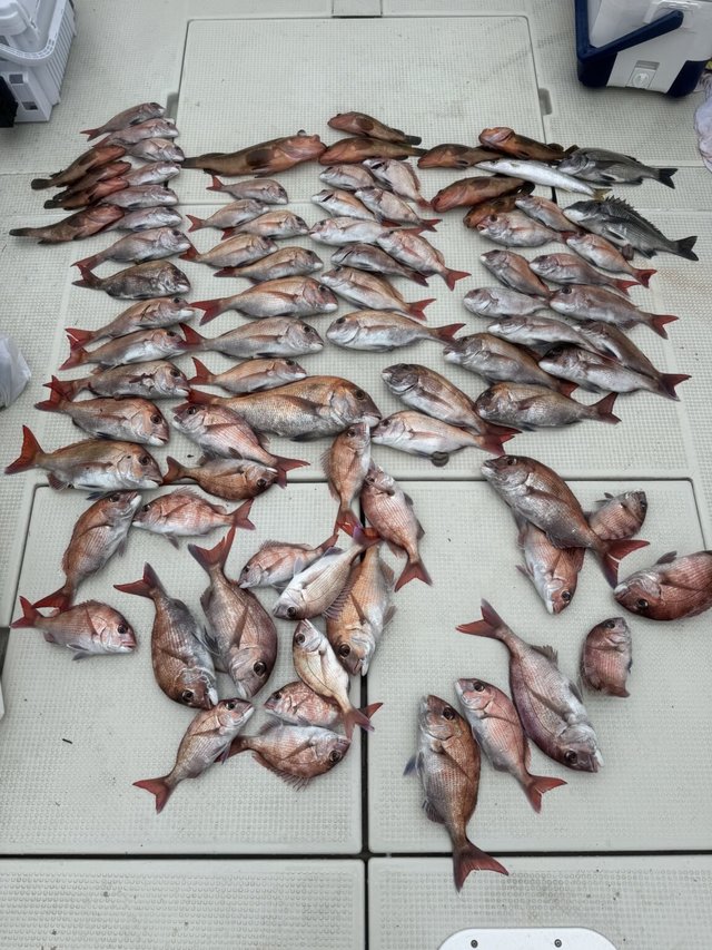 マダイ・クロダイ・アコウ(キジハタ)・カマス(アカカマス)