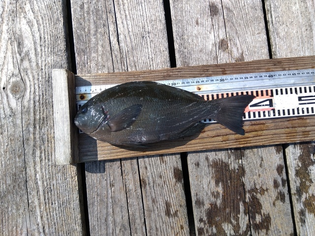 クチブトグレ(メジナ)