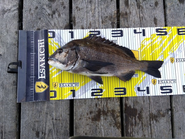 チヌ(クロダイ)