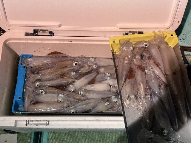 イカ(ケンサキイカ)