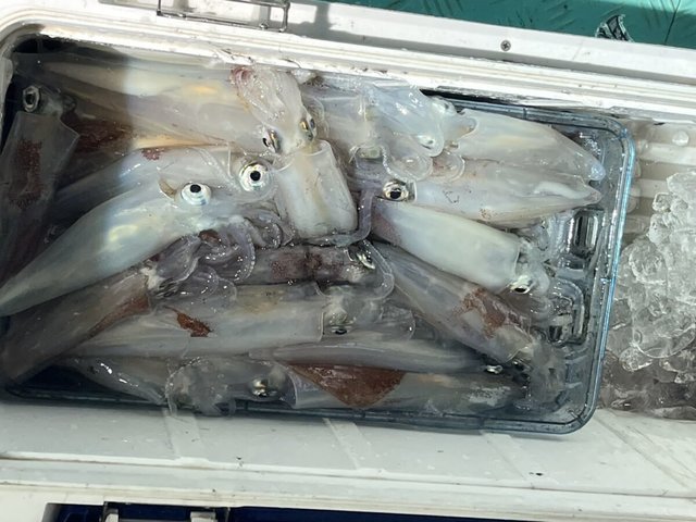 イカ(ケンサキイカ)