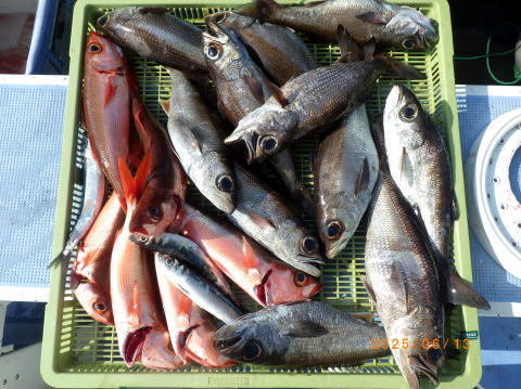 クロムツ・ハチビキ・サバ(ゴマサバ)