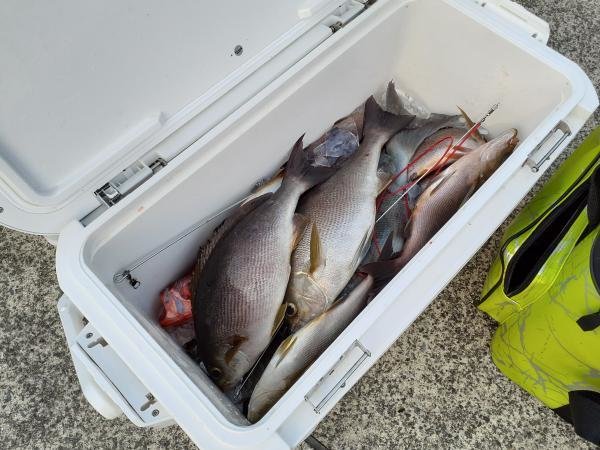 メジナ・イサキ・キントキ(チカメキントキ)