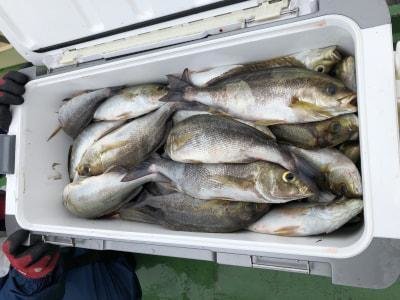 イサギ(イサキ)