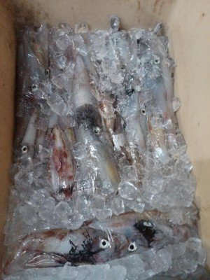 イカ(ケンサキイカ)