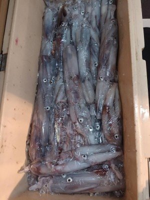 ヤリイカ・スルメイカ