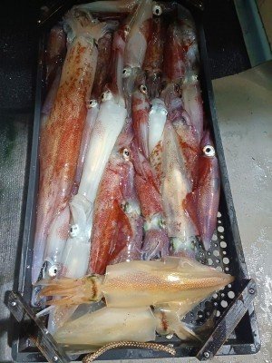 ヤリイカ・スルメイカ