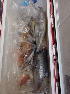 イサキ・ヤリイカ