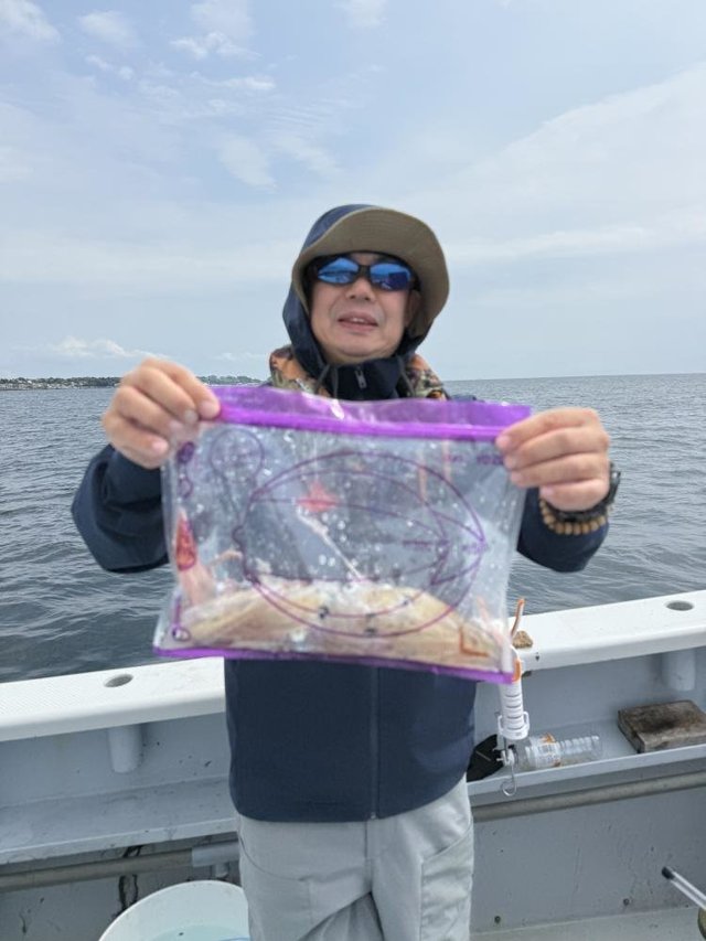 マルイカ(ケンサキイカ)