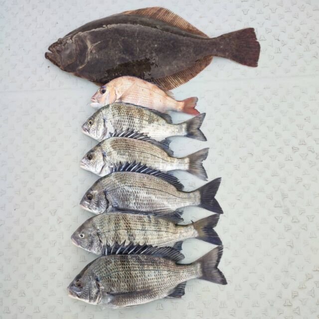 チヌ(クロダイ)・ヒラメ