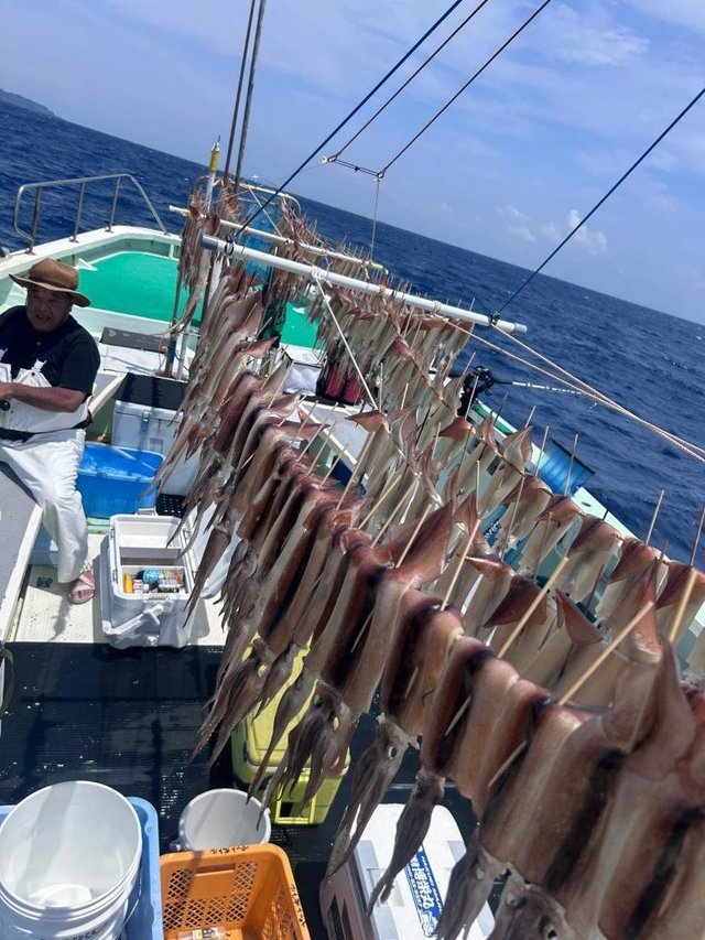 スルメ(スルメイカ)