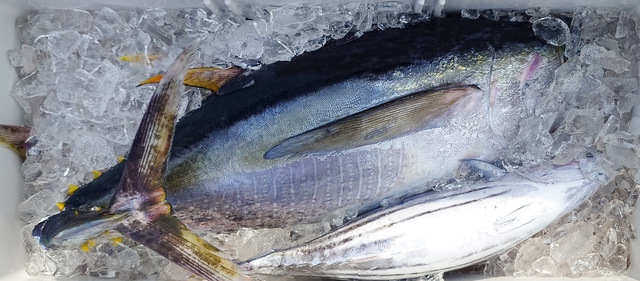 キメジ(キハダ)・カツオ