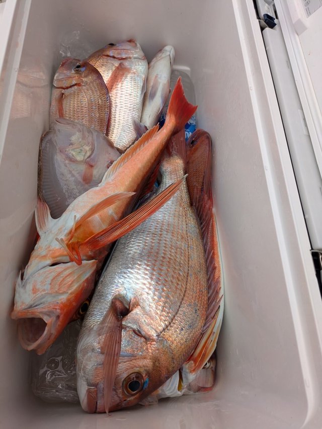 マダイ・ハナダイ(チダイ)・ホウボウ