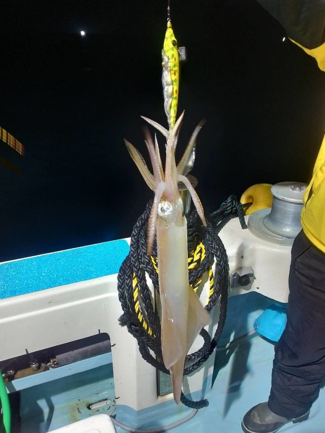 イカ(ヤリイカ)