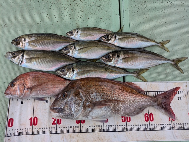 タイ(マダイ)・アジ(マアジ)