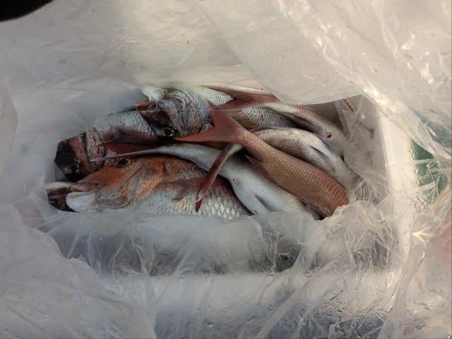 マダイ・アジ(マアジ)