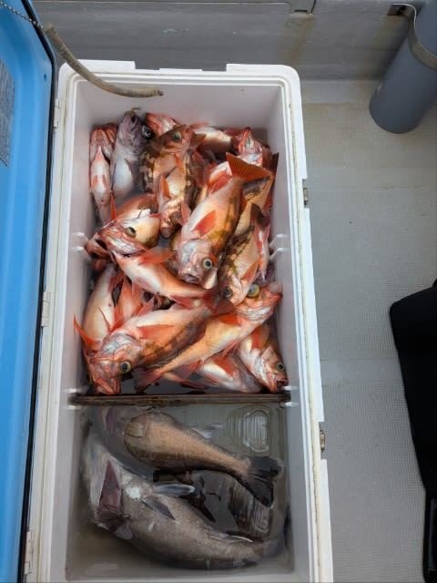 メバル・マゾイ(キツネメバル)