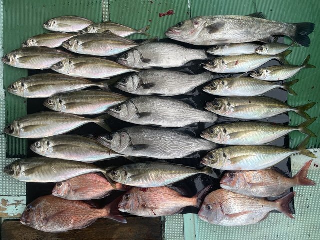 マダイ・セイゴ(スズキ)・マアジ