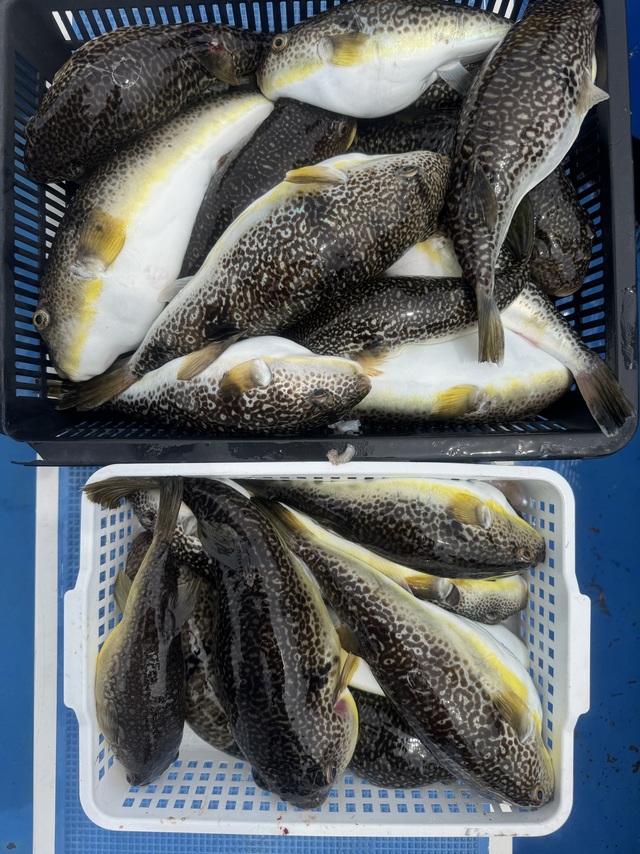 フグ(ショウサイフグ)