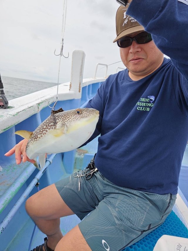 ショウサイフグ